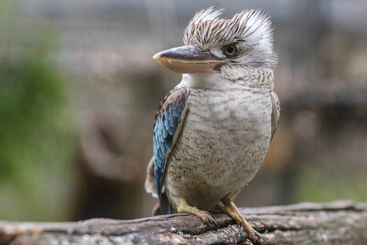 Blue winged Kookaburra.