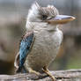 Blue winged Kookaburra 2