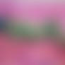 DreamScape