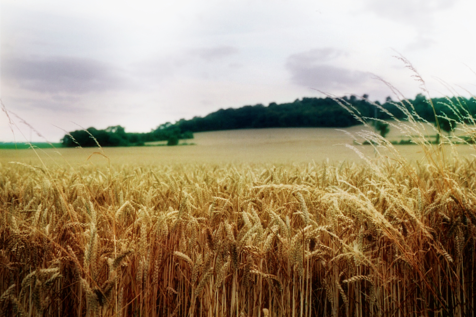 Field Of gold