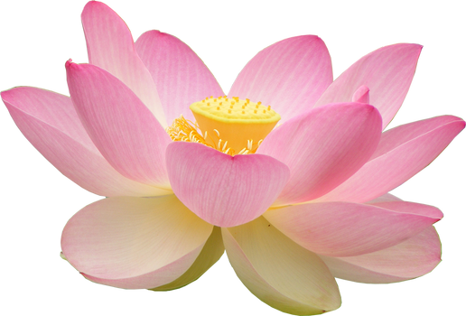 Loto Flower PNG