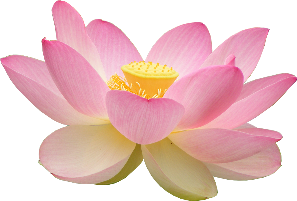 Loto Flower PNG