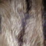 texture fur (pelliccia)
