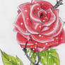 .::ROSE TATOO SKETCH::.