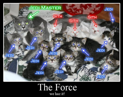 Force Kitties