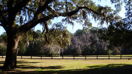 Oak In Shadow