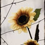 Sunflower with thorns