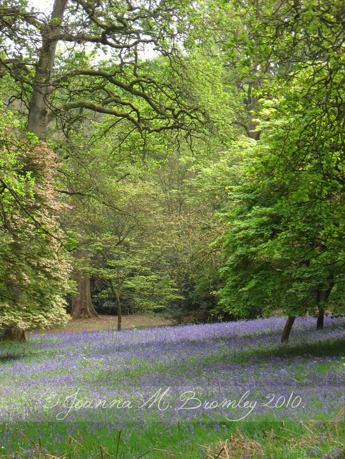 Bluebell Blanket