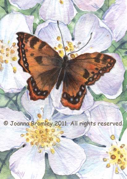 ACEO Wild Rose and Butterfly