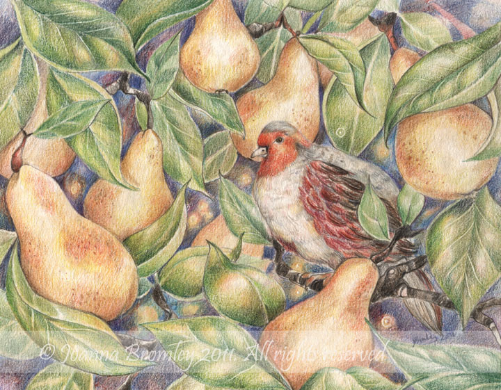 Partridge in a Pear Tree 2011 
