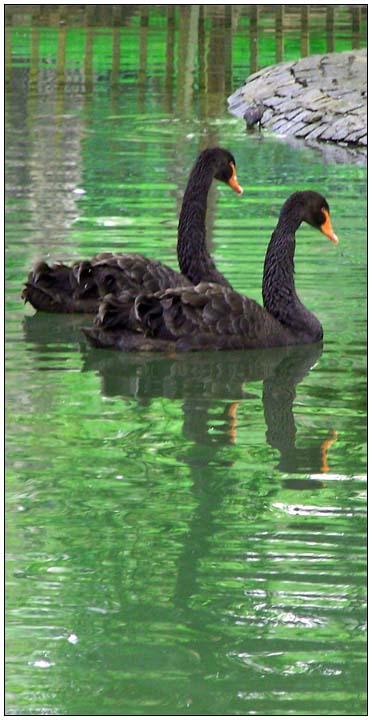 Black Swans