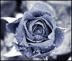 Winter Rose