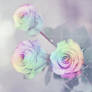 Rainbow Roses