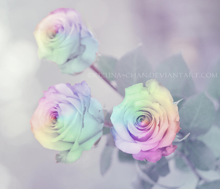 Rainbow Roses