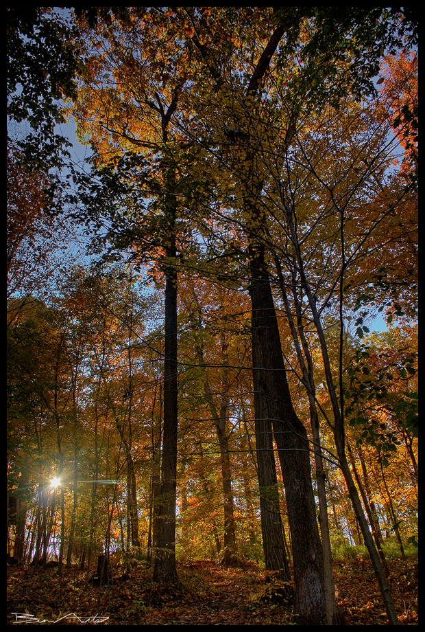 Majestic - HDR