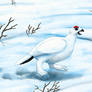 Willow Ptarmigan