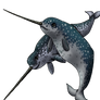 Narwhals