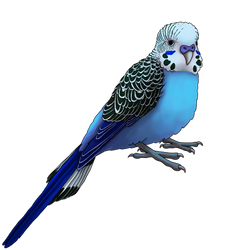 Blue Budgie by JeMiChi