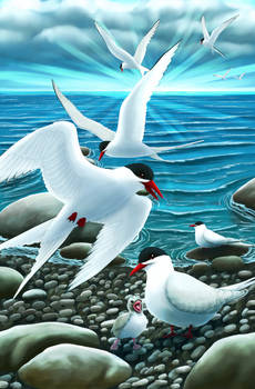 Arctic Terns