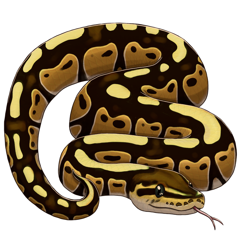 Ball Python by JeMiChi on DeviantArt