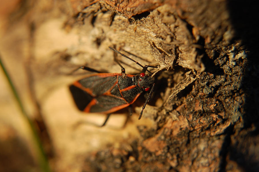 Box Elder Beetle By The Royal Pudding On DeviantArt Box elder beetle by the royal pudding on deviantart