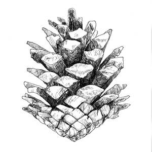 Pine Cone