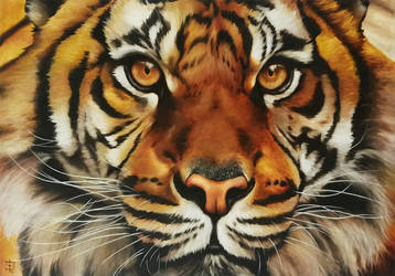 Tigre