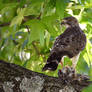 Hawk with Mockingbird