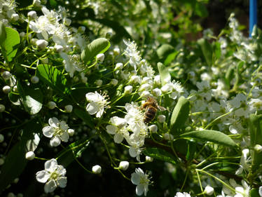 A bee at work.