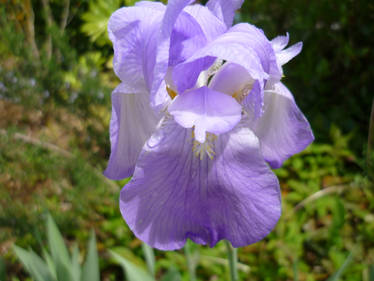 Purple iris