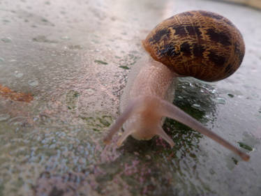 Walk a snail