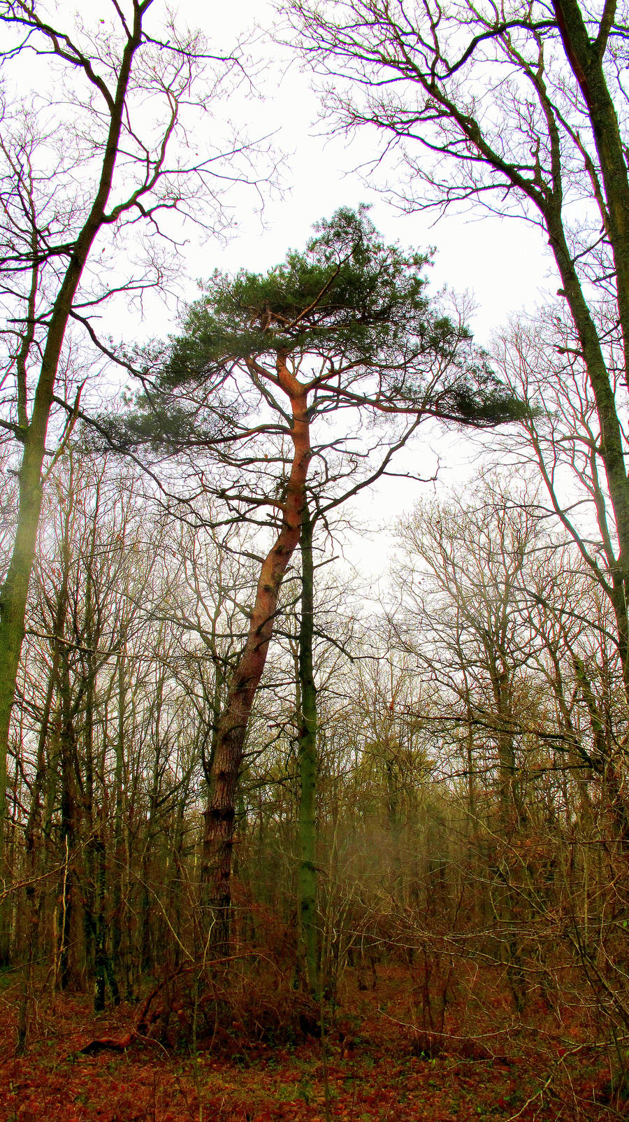 Umbrelwood