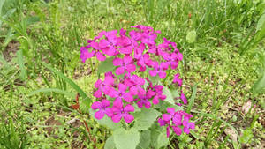 Purple Blossoms 