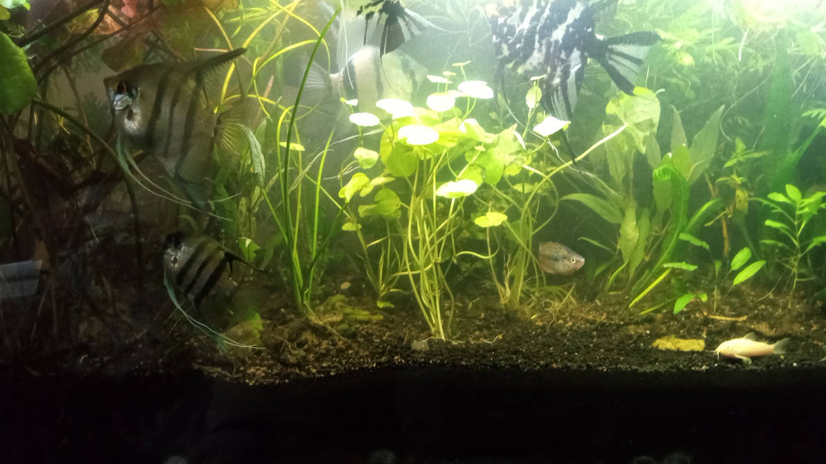 Angelfish Live Amazon Planted AquaScape by MorningstarsHier on DeviantArt