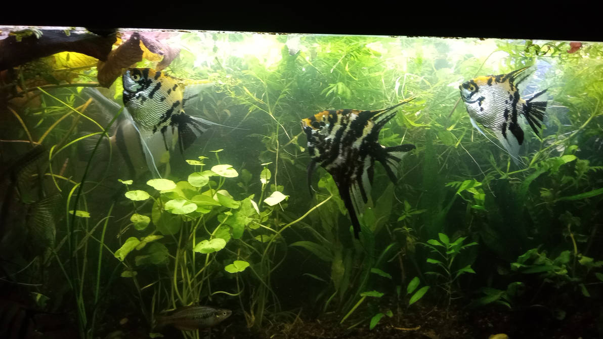 55 Live Planted Angelfish AquaScape by MorningstarsHier on DeviantArt
