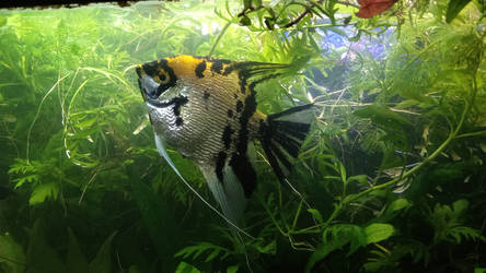 Golden Marbled White Pearlesence Angelfish 