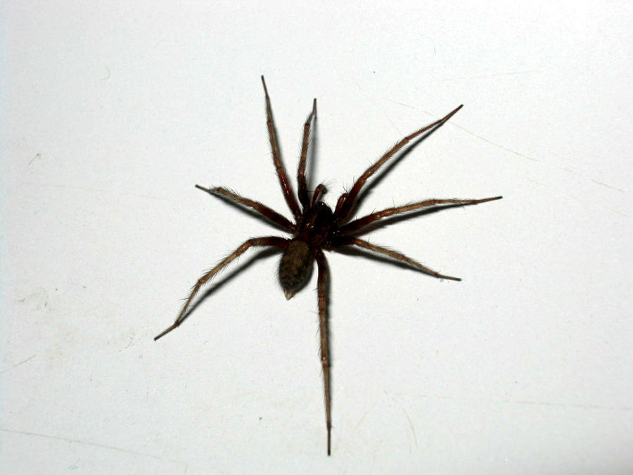 Spider Insect Deviantart Spider by Dellisa121 on DeviantArt