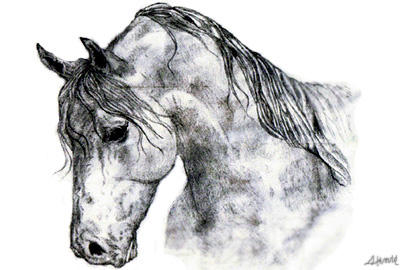 horsesketch2