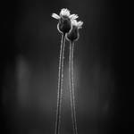 wayside flowers.. by Menoevil