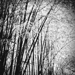 Bamboo by Menoevil