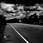 Wayside Dog by Menoevil