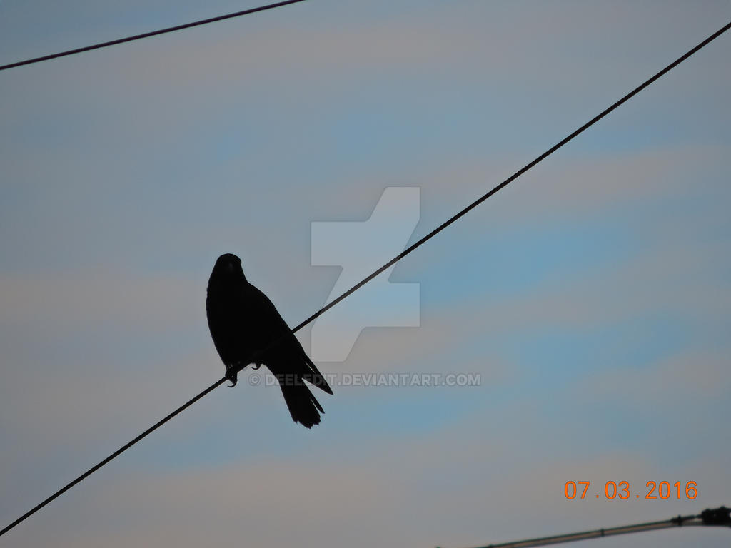 Raven Floating Line A raven on the line by Deeledit on DeviantArt