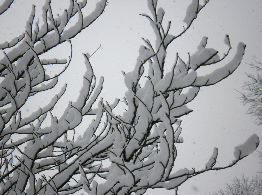 Snow Tree Shape snow tree by titnuage on DeviantArt
