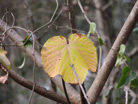 Leafy Leaf