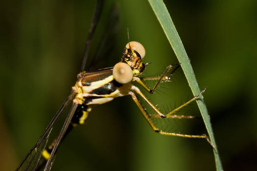 Damselfly