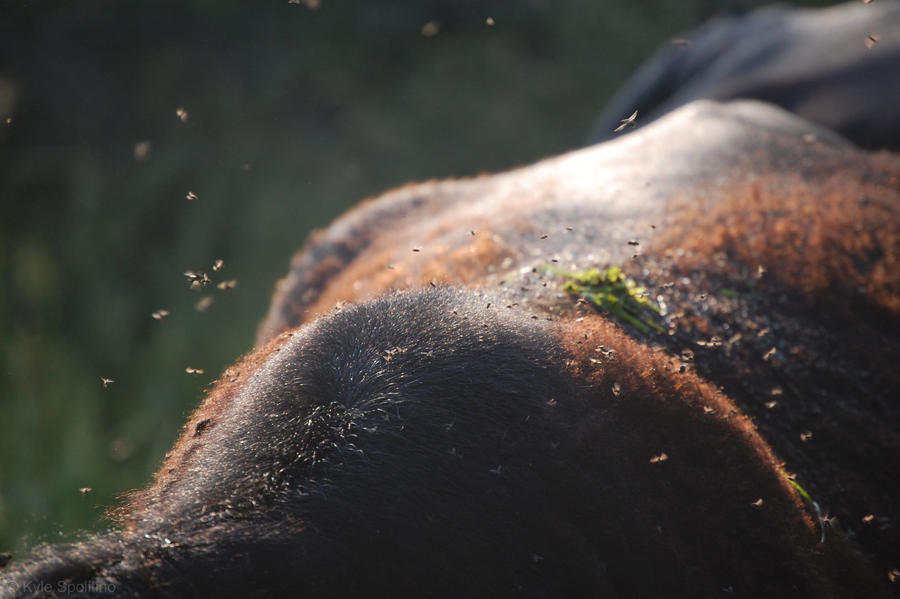 Infested by xXxWrathxXx on DeviantArt