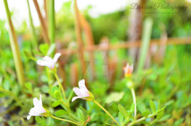 Portulaca Umbraticola (II)