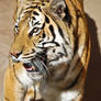 01082 Bengal Tiger