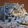 01089 Snow Leopard