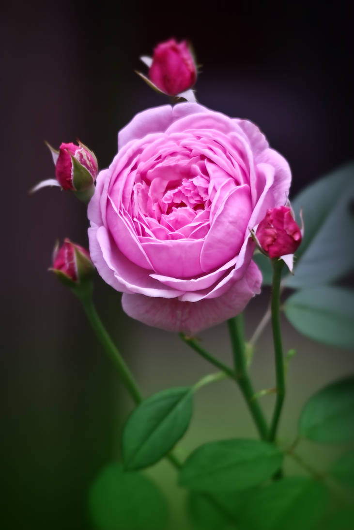 01166 Orbitual Roses by Yellowstoned on DeviantArt